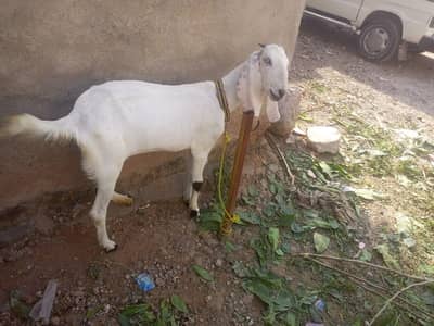 bakri / beetal bakri / white goat / goat / goats / desi bakri
