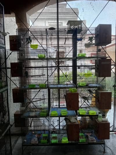 budgies and love bird cage