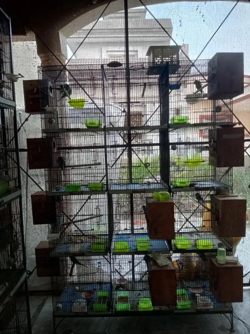 budgies and love bird cage — photo 2