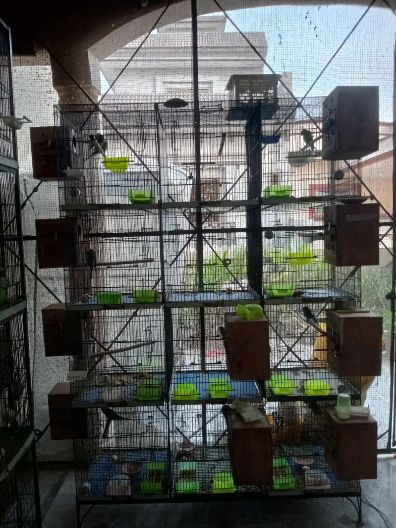 budgies and love bird cage — photo 3
