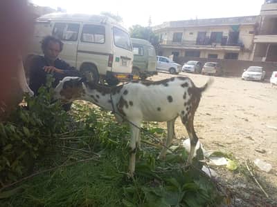 bakri / burberry teedy  bakri / white goat / goat / teddy bakri