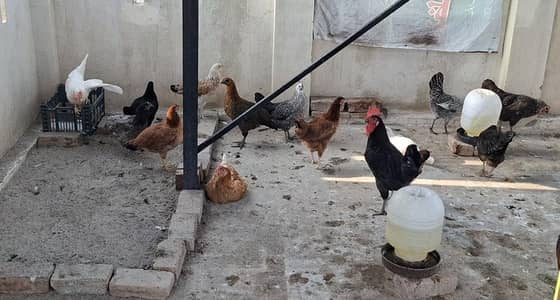Gllden Misri Hens