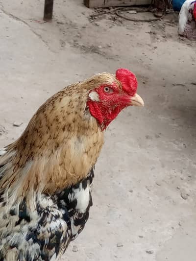 chana male sndie female