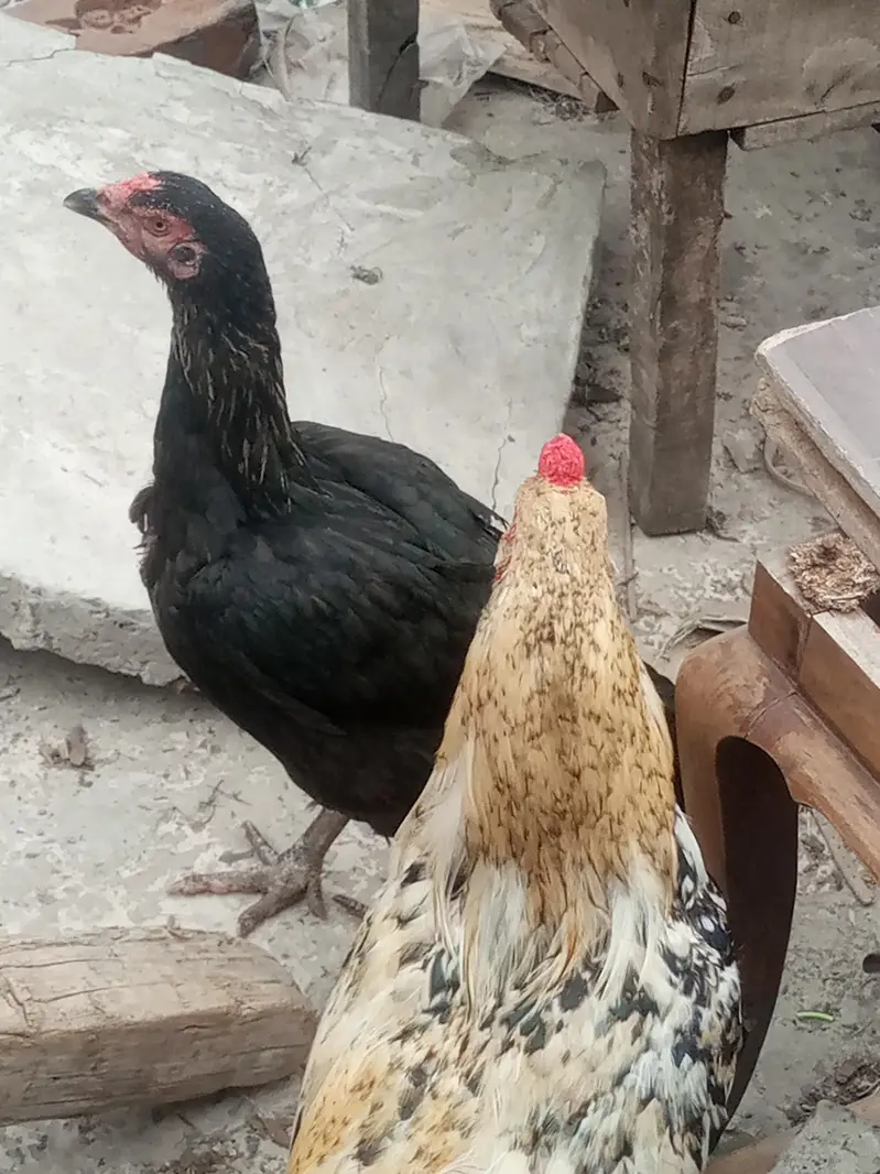 chana male sndie female — photo 4