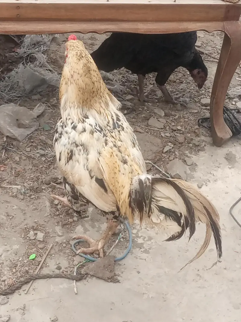 chana male sndie female — photo 10