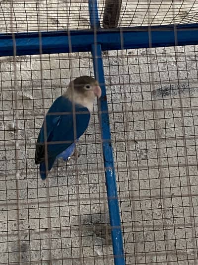 Lovbird pair