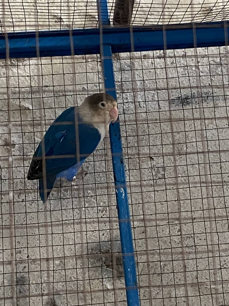 Lovbird pair 1
