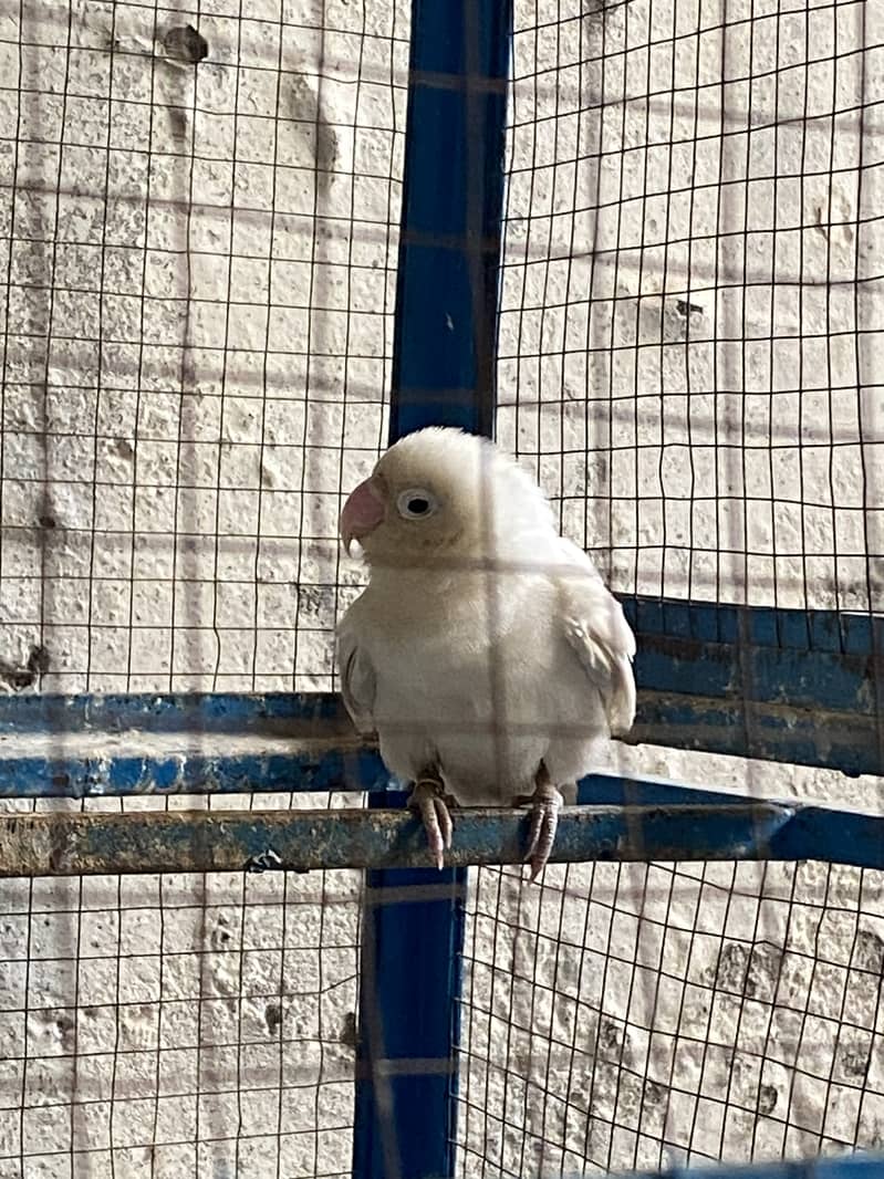 Lovbird pair 2