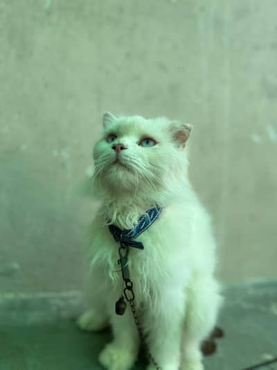 white Persian light blue/grey eyes