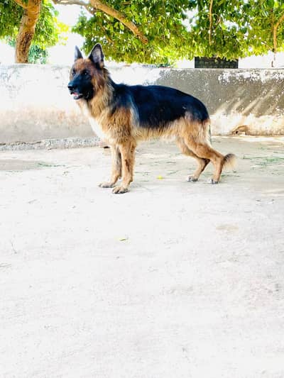 German Shepherd | non pedigree | stud dog | breeder german shephered