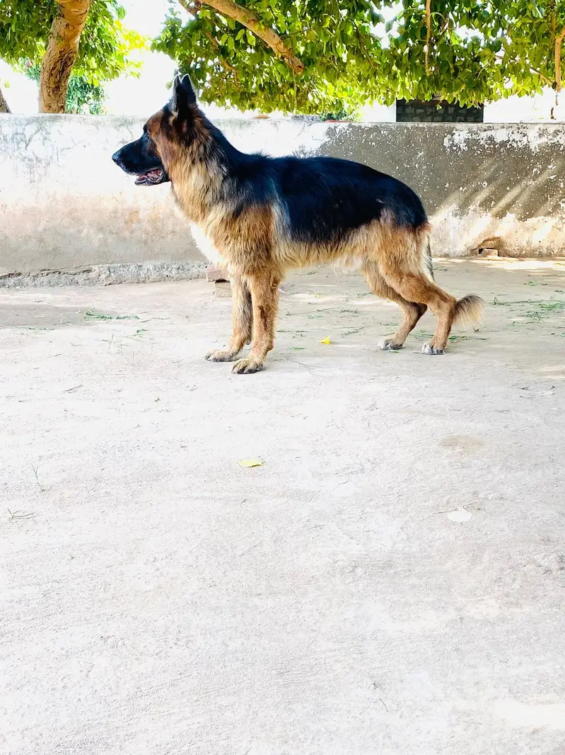 German Shepherd | non pedigree | stud dog | breeder german shephered — photo 2