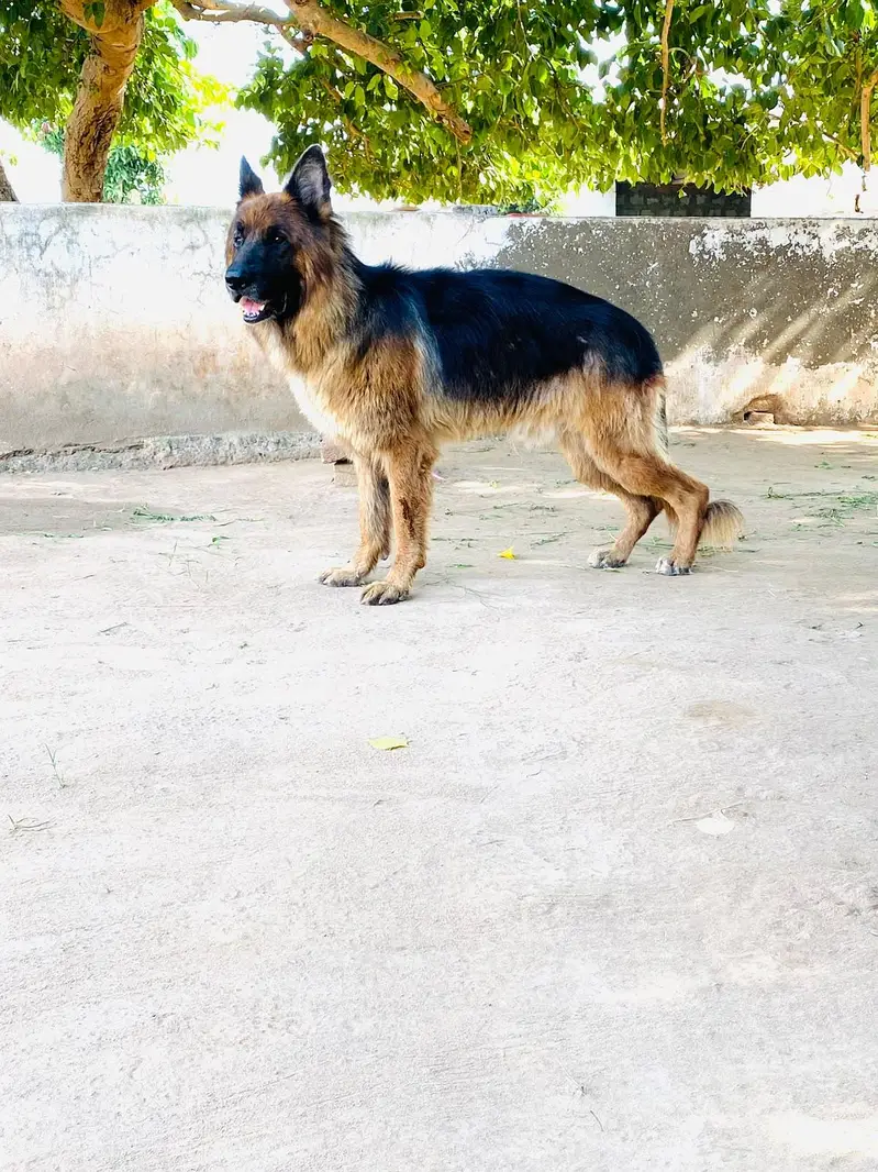 German Shepherd | non pedigree | stud dog | breeder german shephered — photo 3