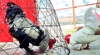 Amroha and Japness Game