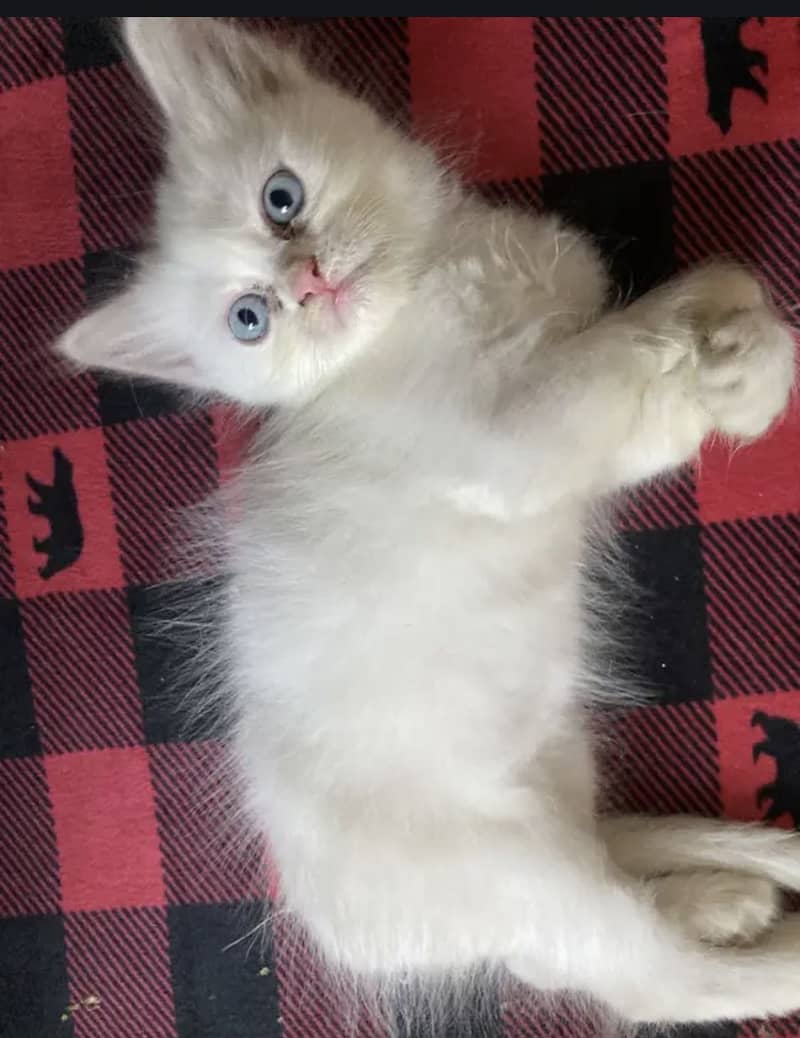 Persian kitten 0