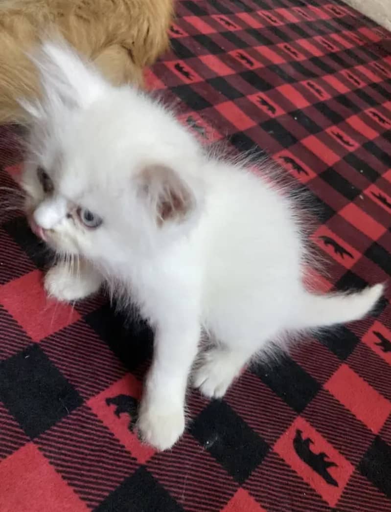 Persian kitten 1