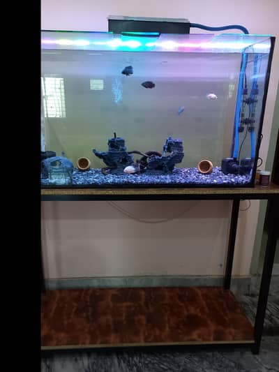 3.5ft aquarium with stand and fishes