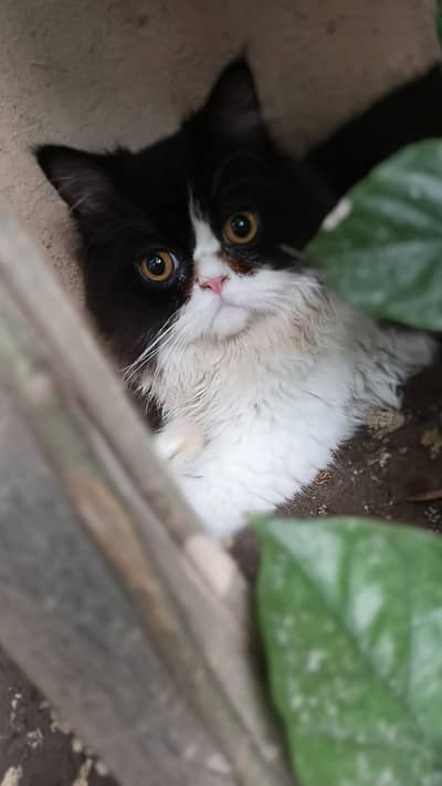 persion cats
