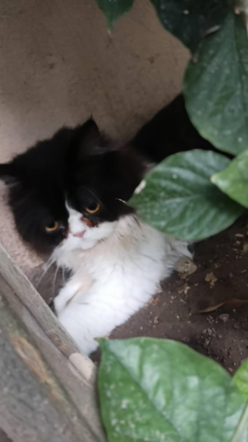 persion cats 1