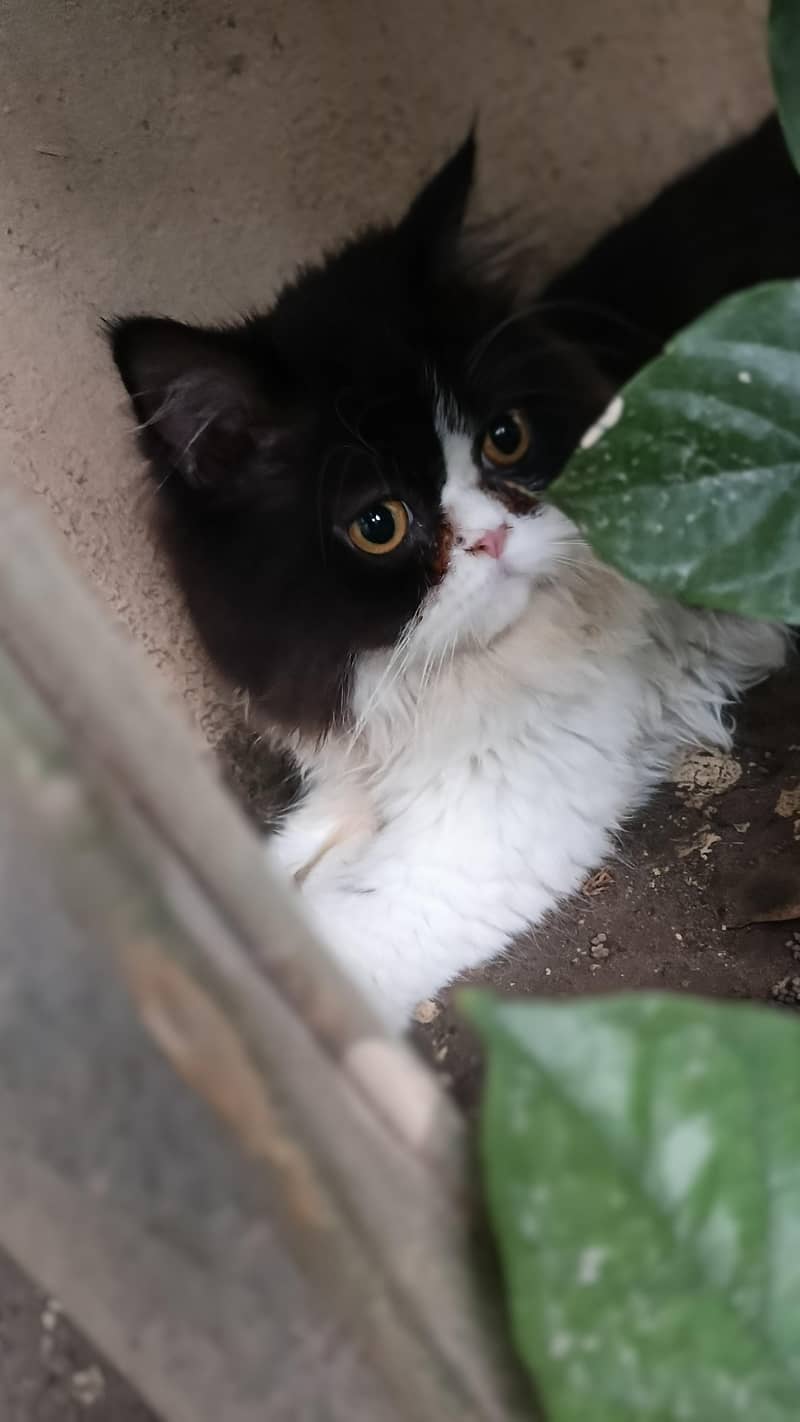 persion cats 2