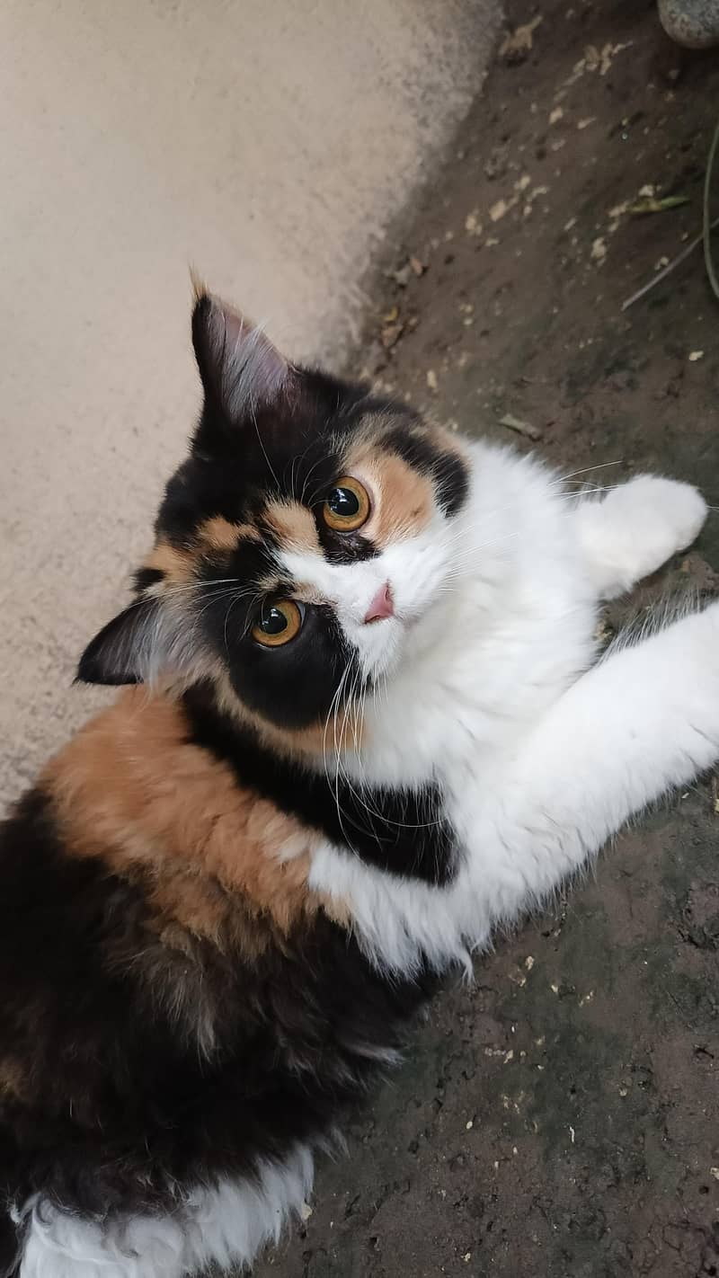 persion cats 3