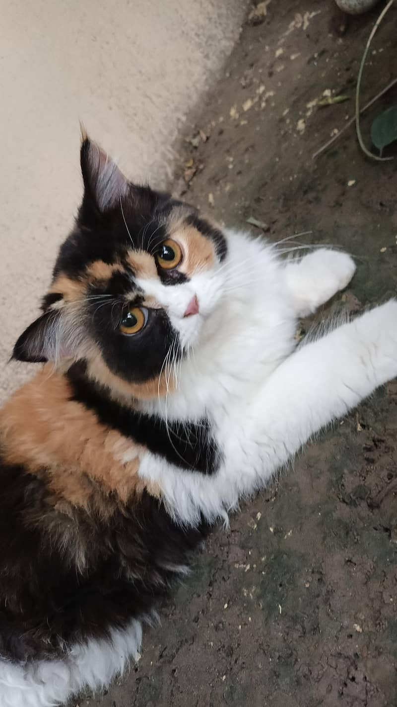 persion cats 4