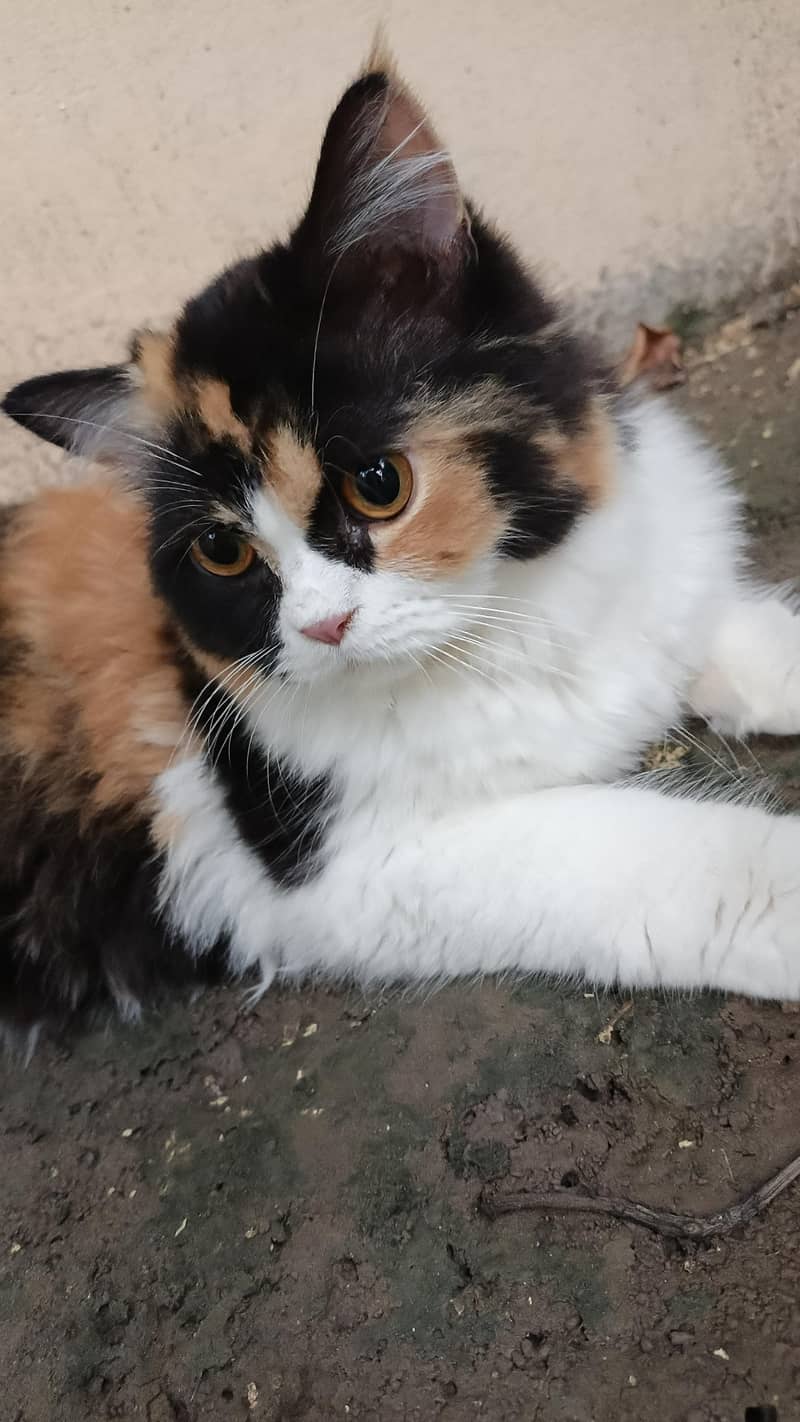 persion cats 5