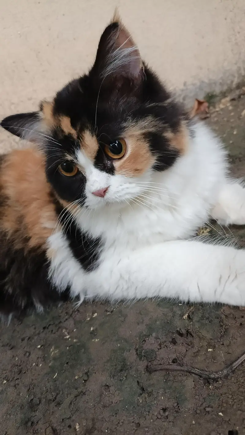 persion cats — photo 6