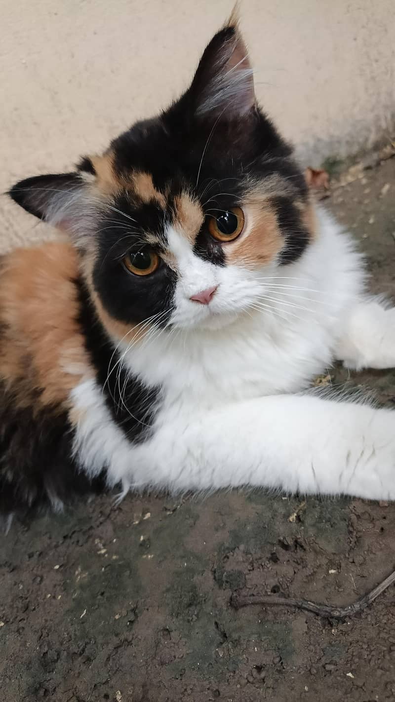 persion cats 6