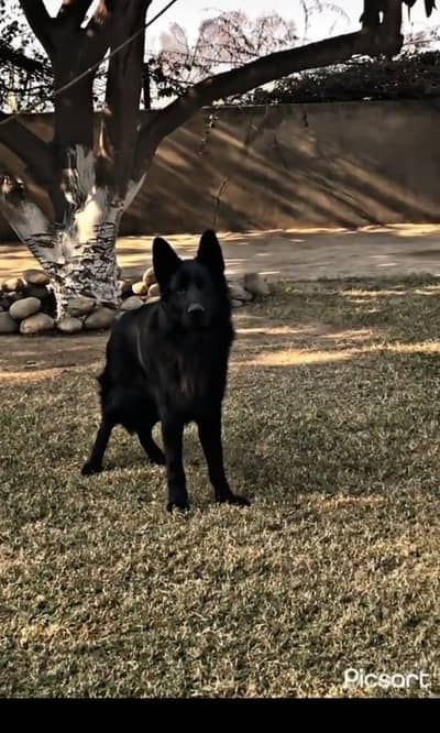 Black German Shepherd male | quality dog _ pure GSD male shepherd