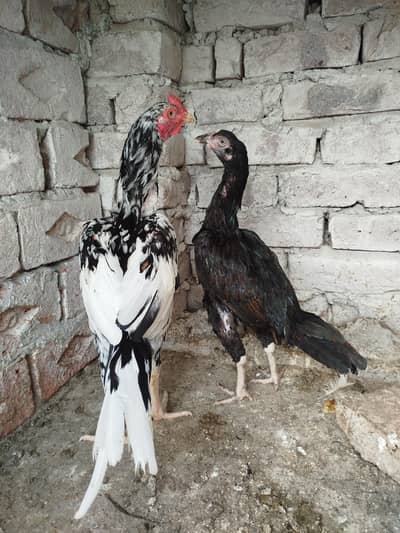 Aseel Pair for sale
