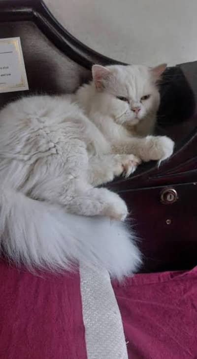 long coated furry punch face