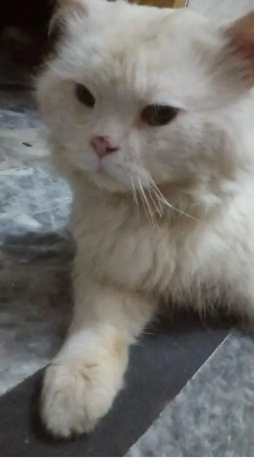 long coated furry punch face — photo 2