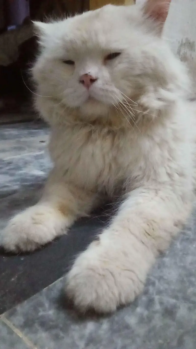long coated furry punch face — photo 3