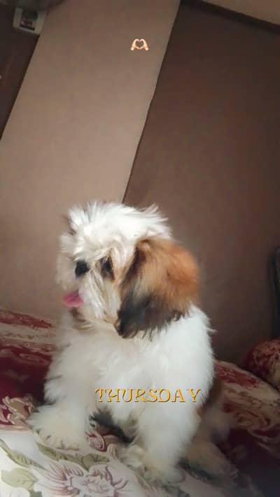 4 month high quality 4 month female . available