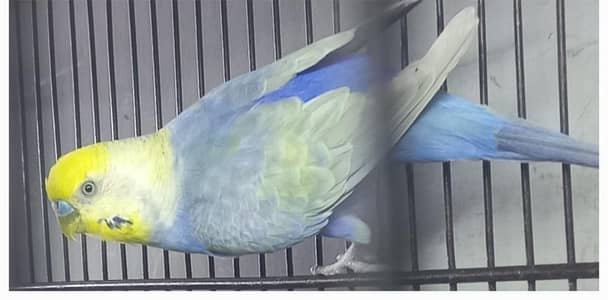 Top Quality Budgies