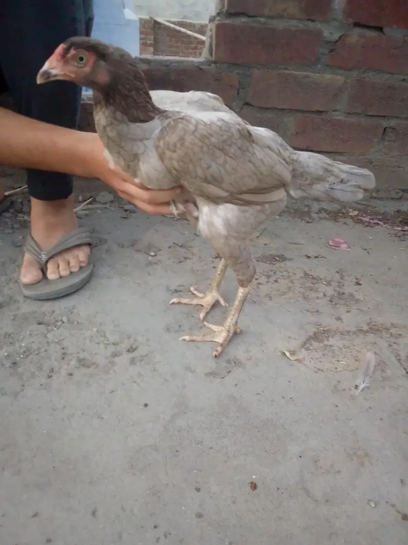 Adeel Thai — photo 12