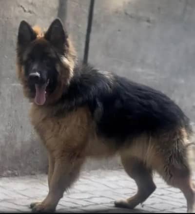 German shepherd dog for sale