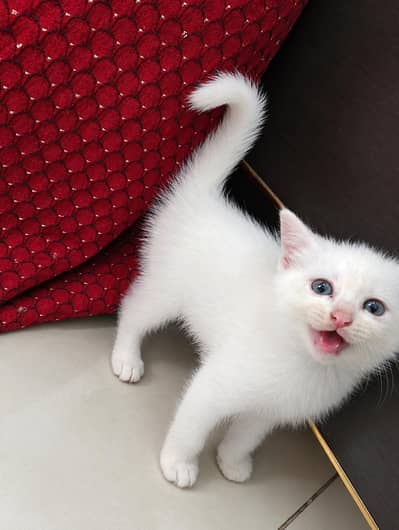 Cute Persian Kittens for Sale – Healthy & Playful