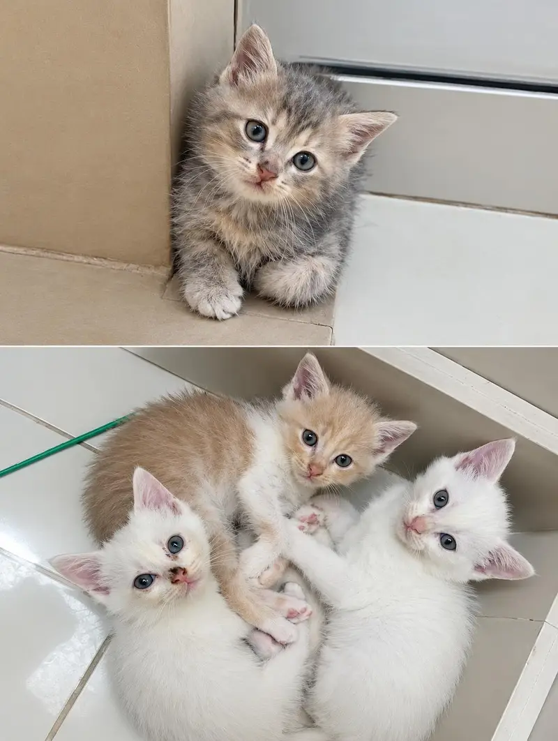 Cute Persian Kittens for Sale – Healthy & Playful — photo 2