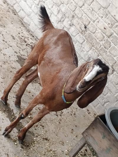 bakri for sale
