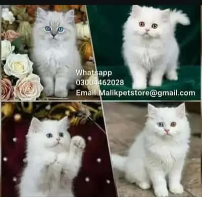 Persian Kittens | Persian Cat | Punch Face Persian | Triple Coated