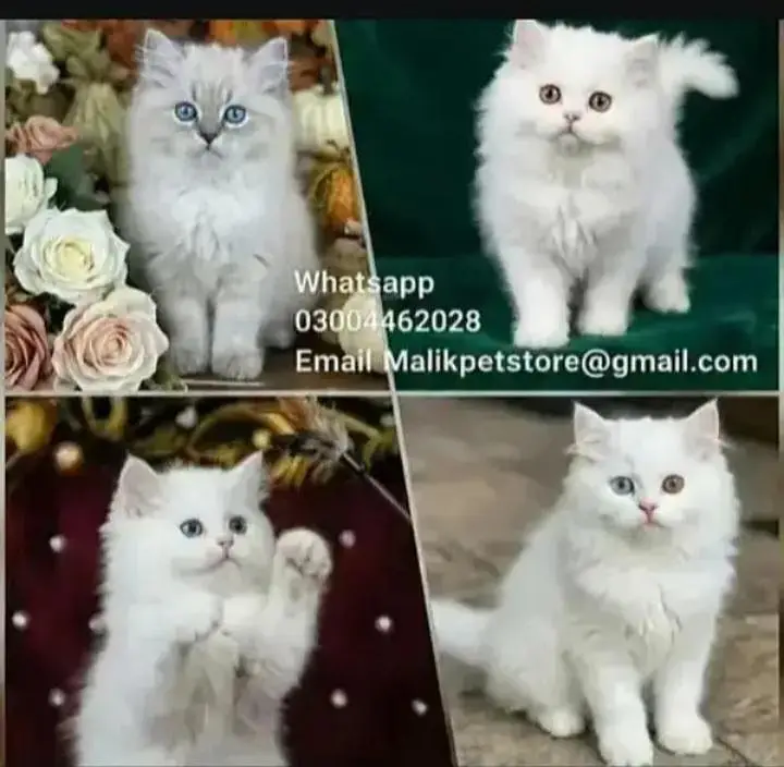 Persian Kittens | Persian Cat | Punch Face Persian | Triple Coated