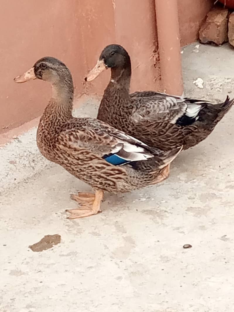 Duck pair 0