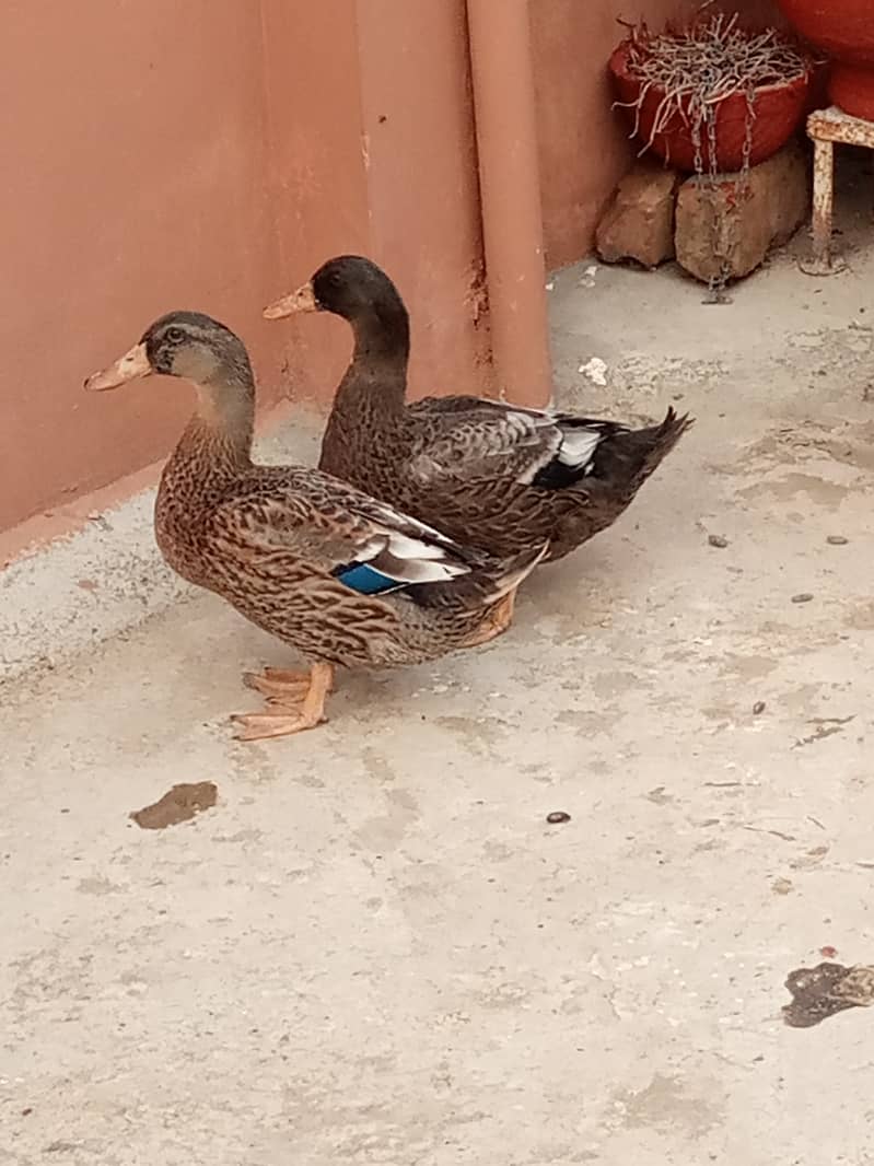 Duck pair 1