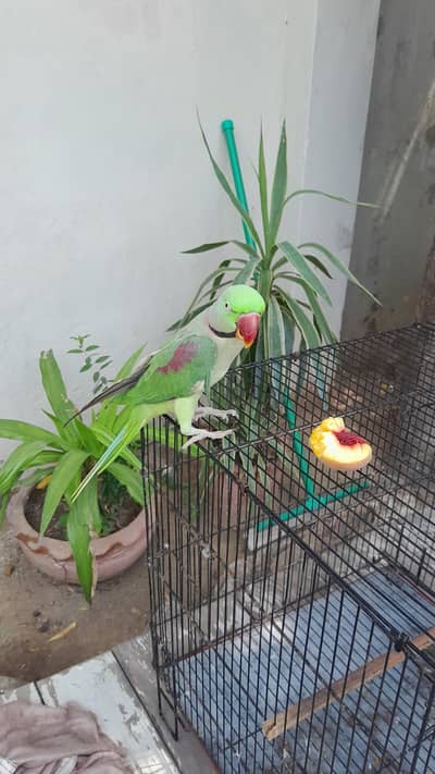 Alexander Raw Parrot Male | Talking and Ready to Breed Raw Male