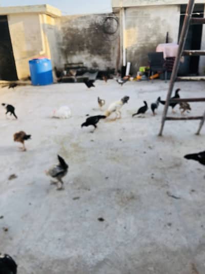 Murghiya (Hens) price per kg Breed Aseel Miawali