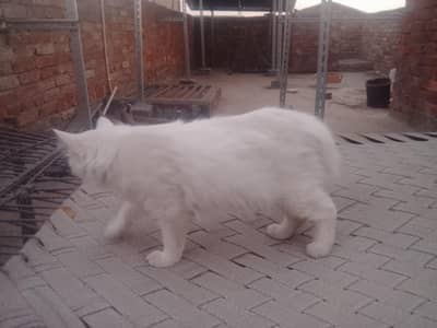 pregnant cat for sale