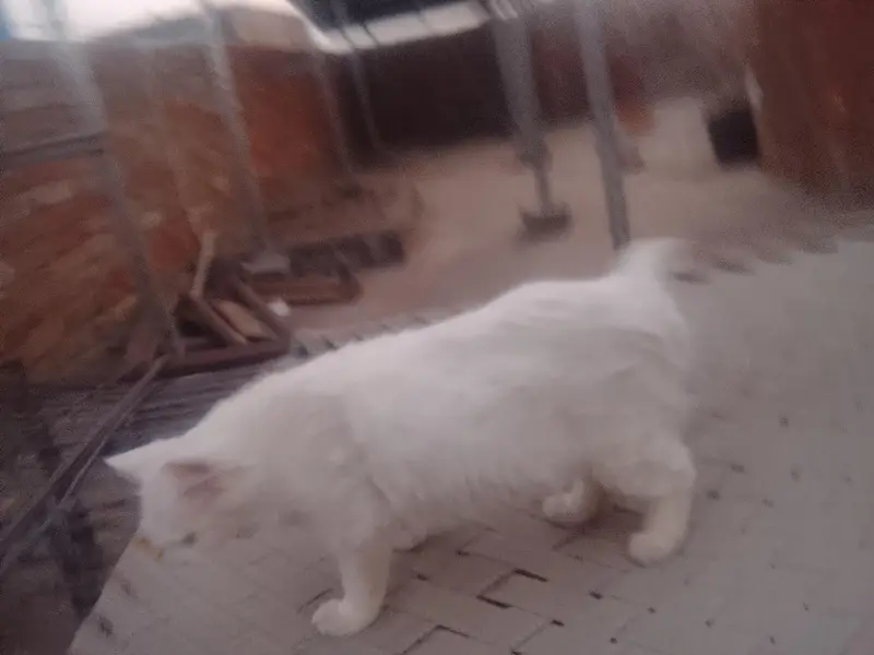 pregnant cat for sale — photo 2