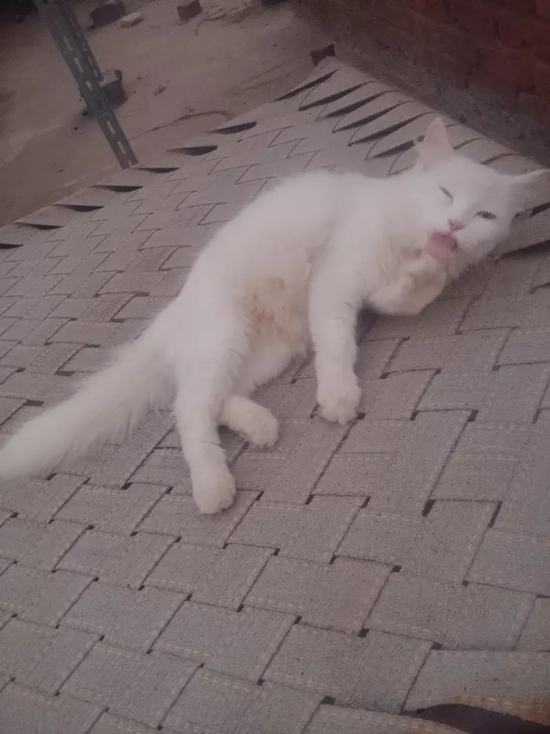 pregnant cat for sale — photo 3