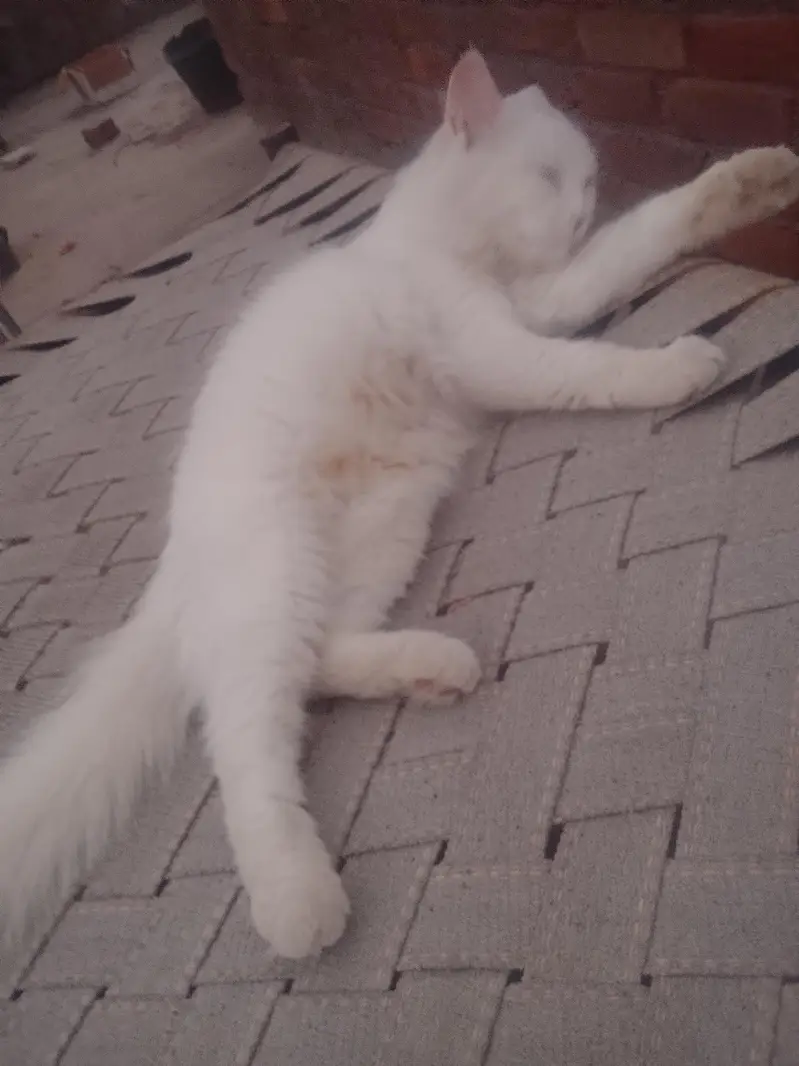 pregnant cat for sale — photo 4